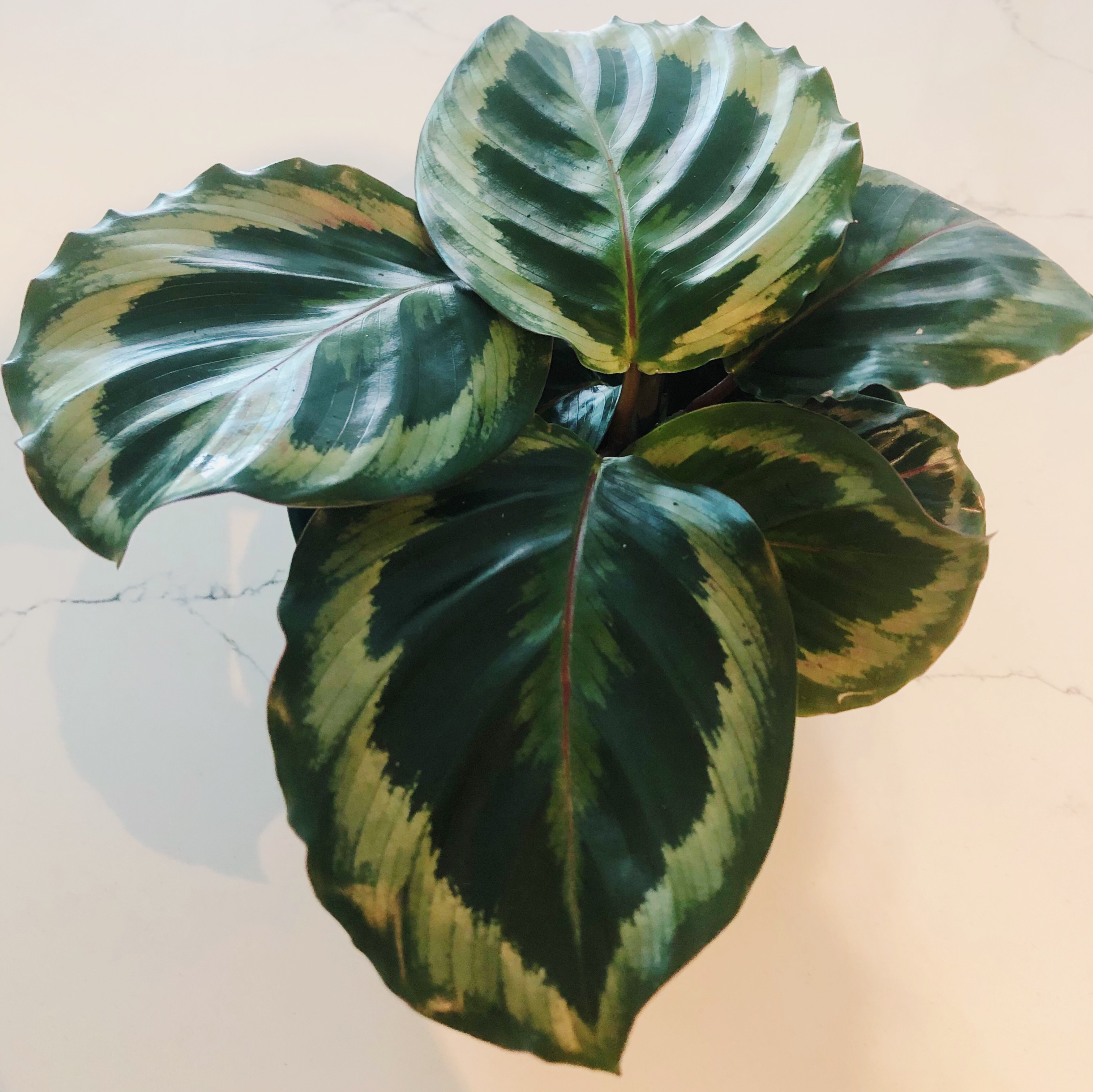 Calathea Marion Care (2026): Easy Guide For A Healthy Plant