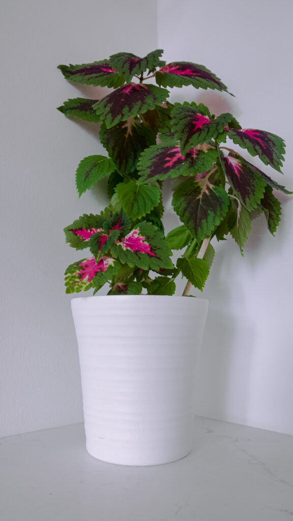 Coleus Indoor Care (2026): Easy Tips For A Vibrant Plant