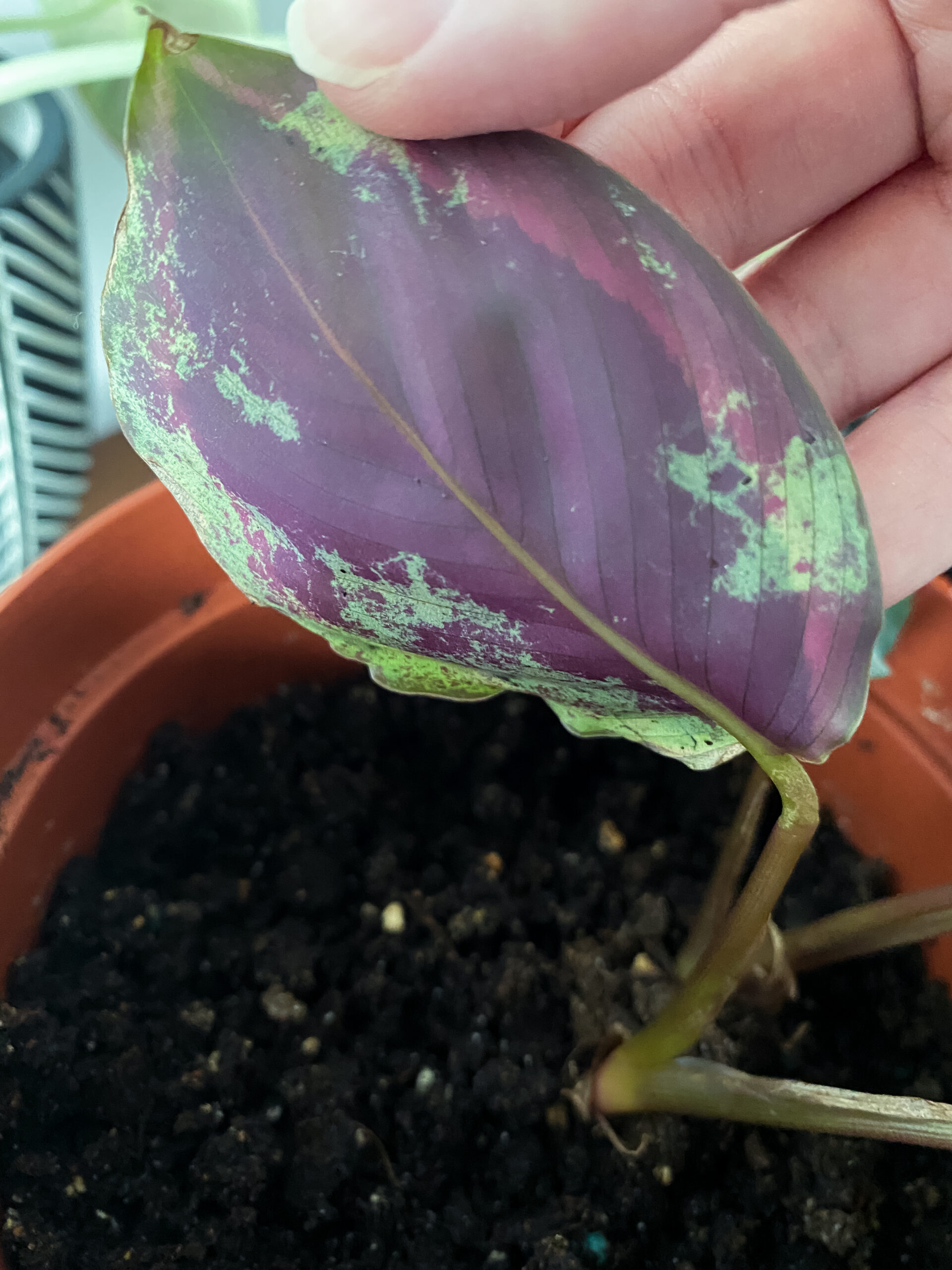 Calathea Marion Care (2026): Easy Guide For A Healthy Plant