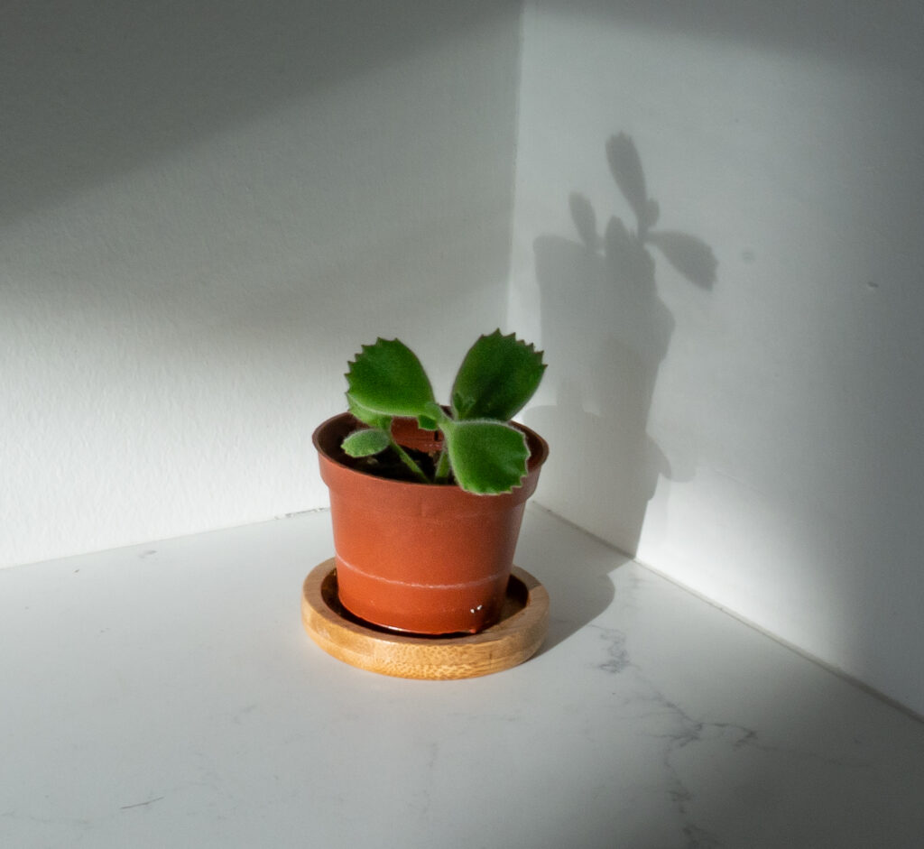 Bear's Paw Succulent Care (2026): Grow Plump, Healthy Leaves