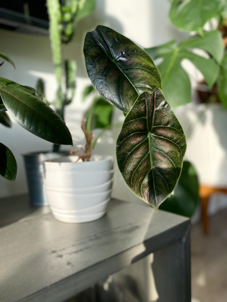 cylindrical snake plant Snake Plant 'Braided' - Pet Safe Air-Purifying Braided Plant