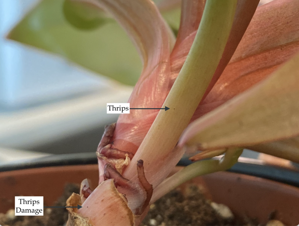 Vibrant Philodendron Prince Of Orange Care Guide (2026)