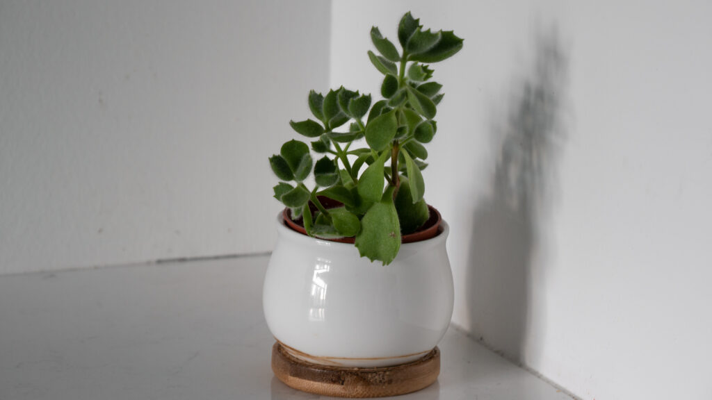 Bear's Paw Succulent Care (2026): Grow Plump, Healthy Leaves