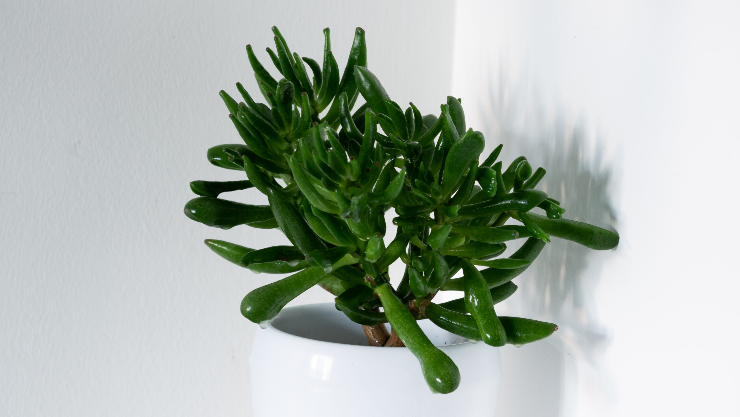 Jade Coral Plant Care Guide (2026): Beginner-Friendly Tips