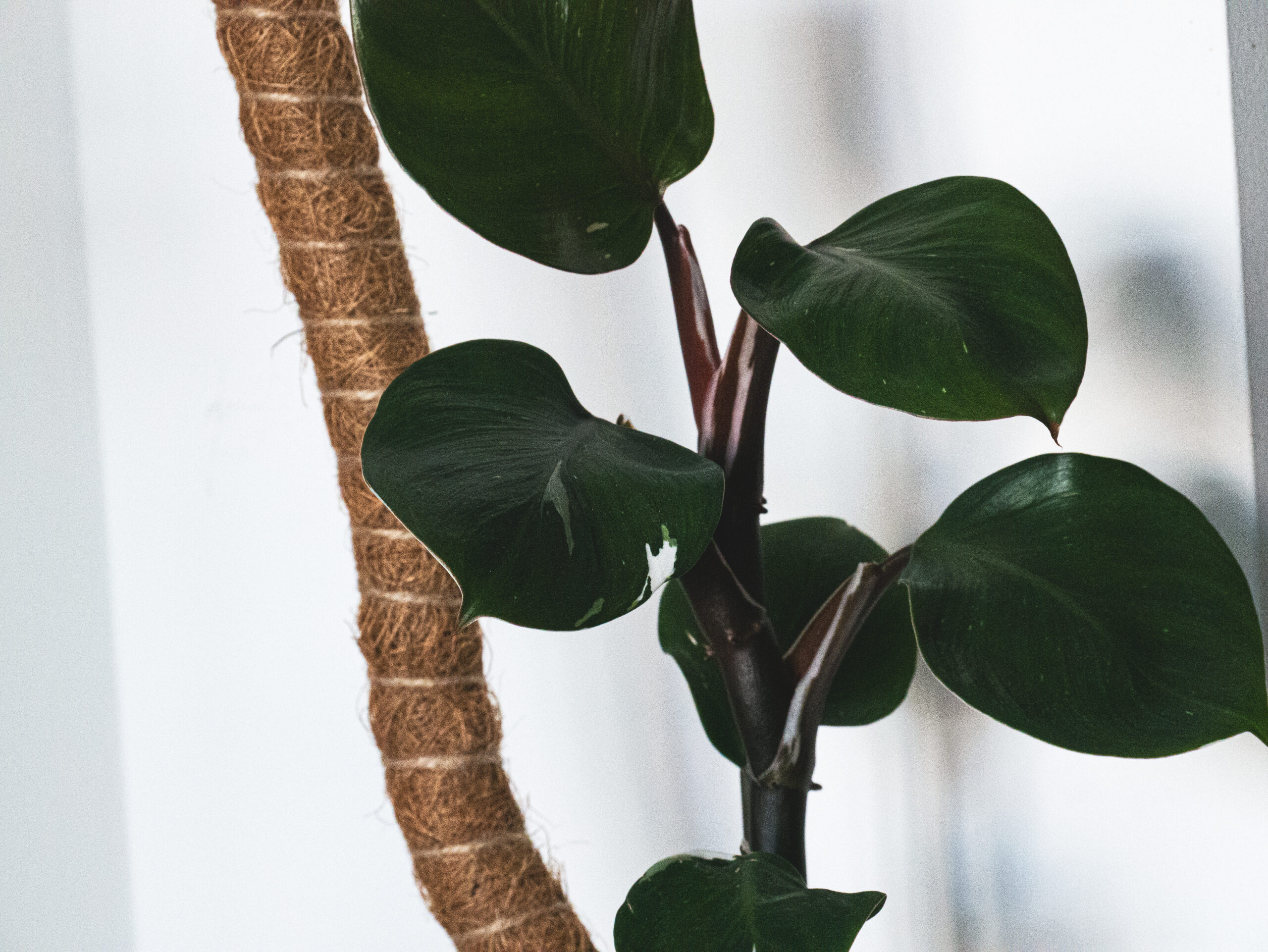 Healthy Philodendron White Knight Plant Care Guide (2026)
