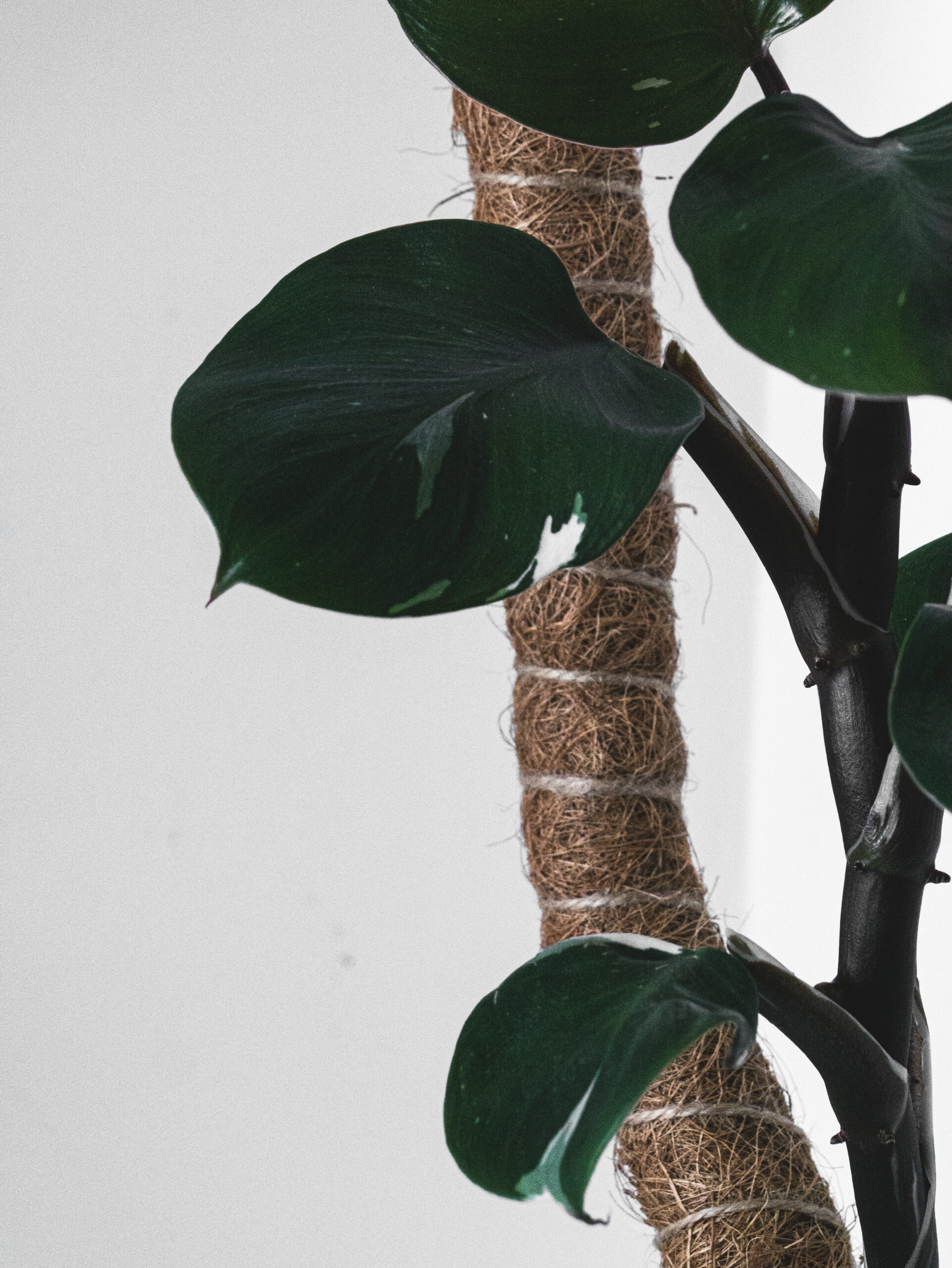 Healthy Philodendron White Knight Plant Care Guide (2026)