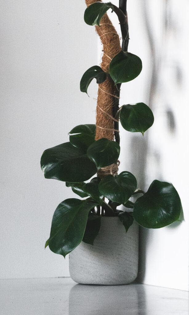 blushing philodendron Philodendron squamicaule Blushing — Ecuagenera Orquídeas del Ecuador
