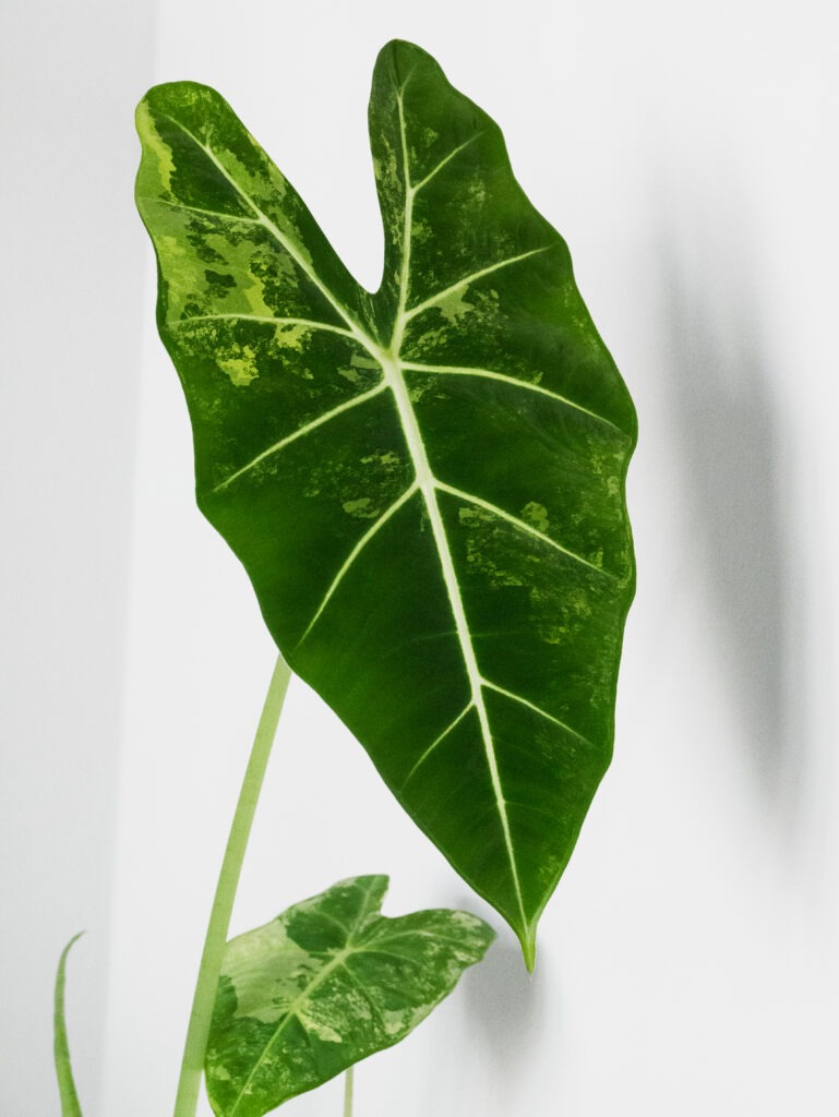 Alocasia Frydek Variegata Care 2025: Lush, Variegated Leaves