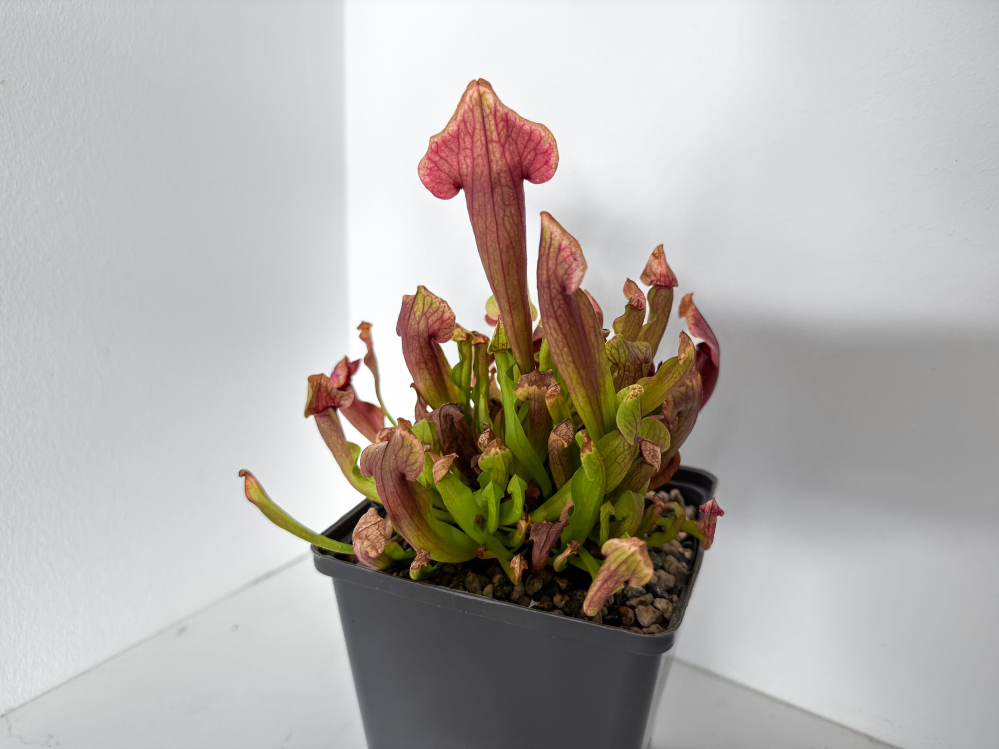 Maroon Pitcher Plant Care Guide (2026): Indoor Growth Tips